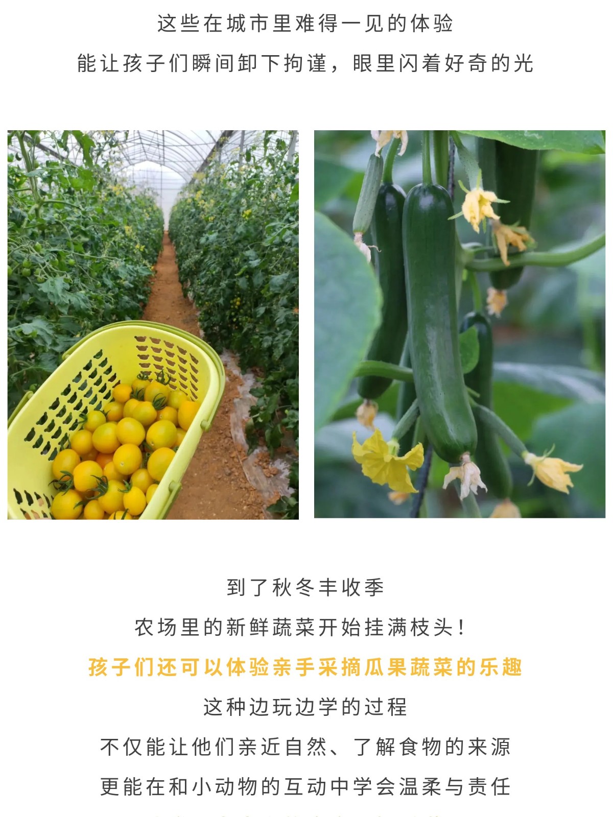 show_644989967_1756609425281_slice_17.jpg show_644989967_1756609425281_slice_17.jpg